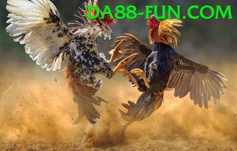 Cách Đọc Kèo Đá Gà - Game online